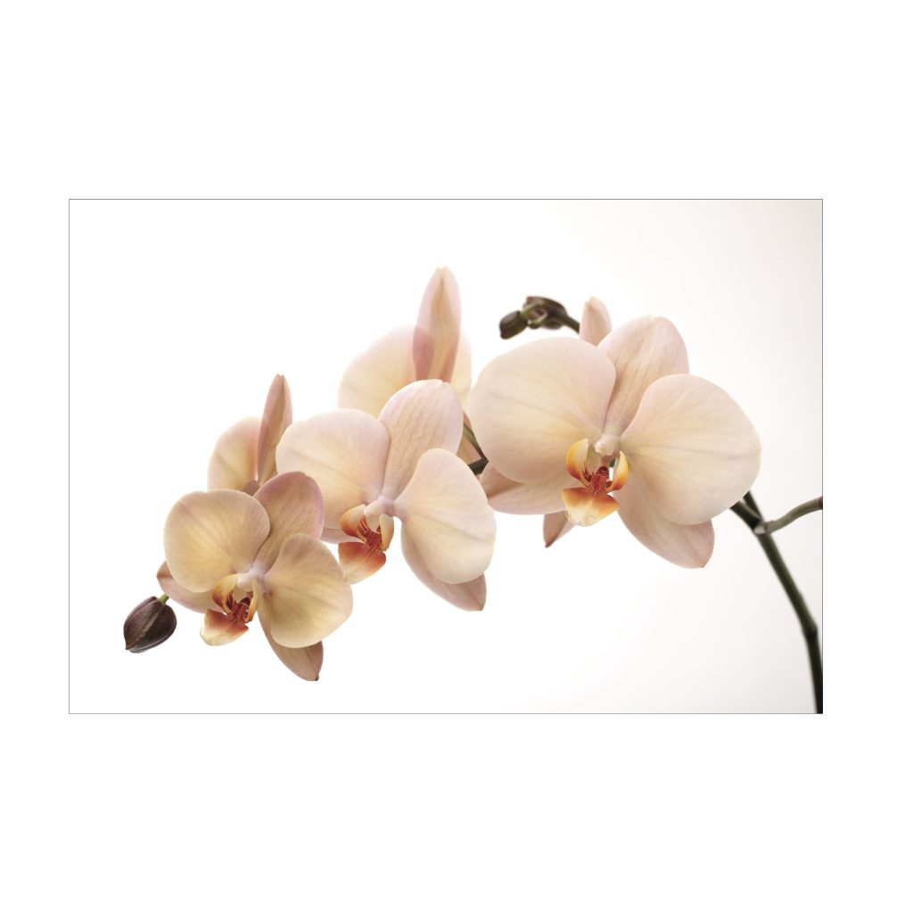 VANILLA Orchid Radiance Modern Acrylic Wall Art