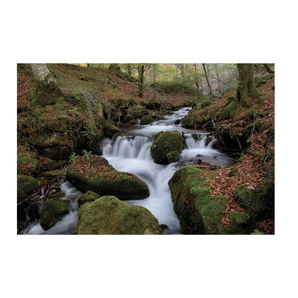 MOSSY Stream and Forest Harmony Modern Acrylic Wall Art