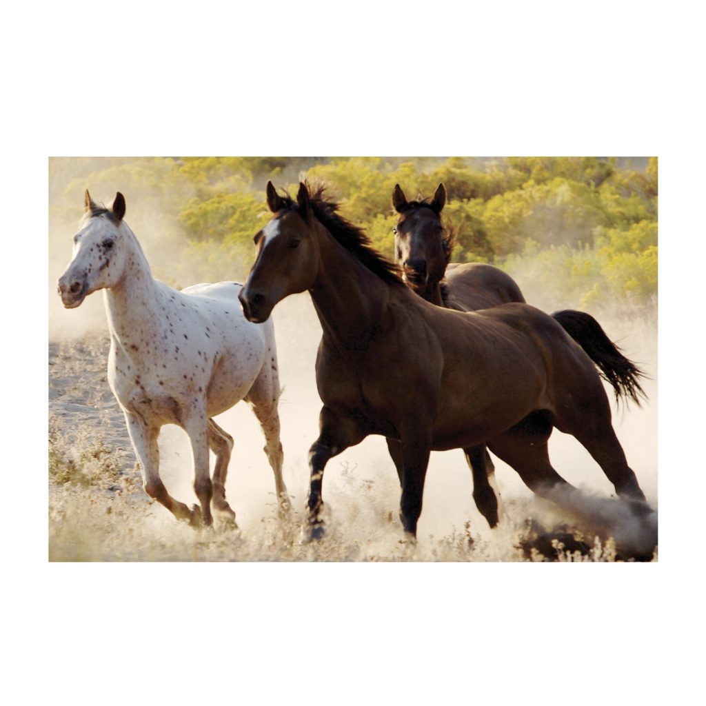 GALLOP Horse Running Modern Acrylic Wall Art