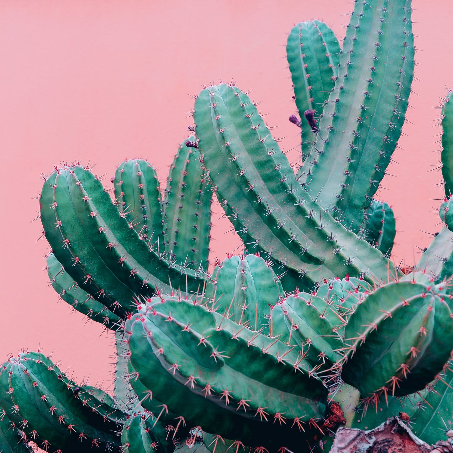 CACTUS Green Mexico Modern Acrylic Wall Art