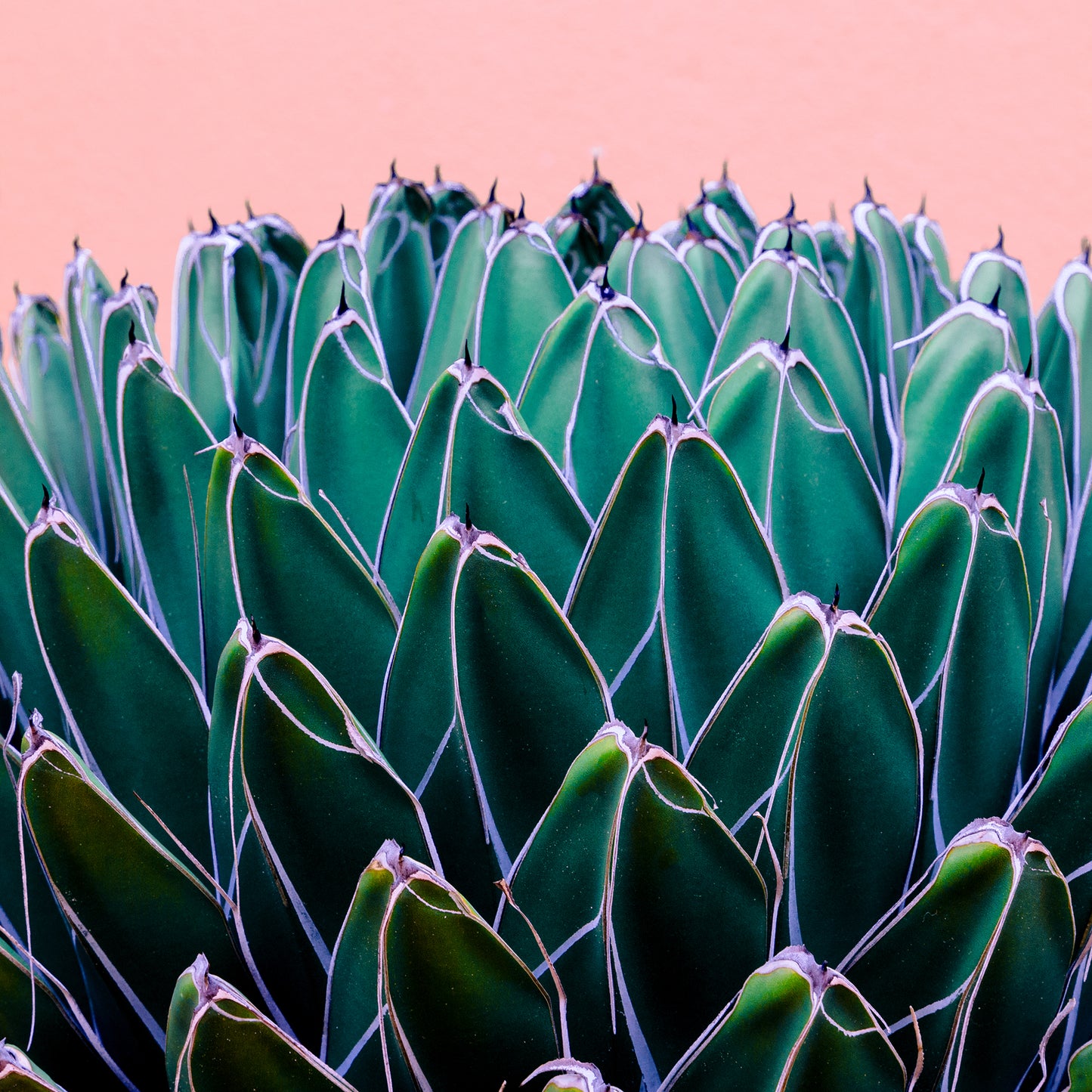 CACTUS Green Mexico Modern Acrylic Wall Art