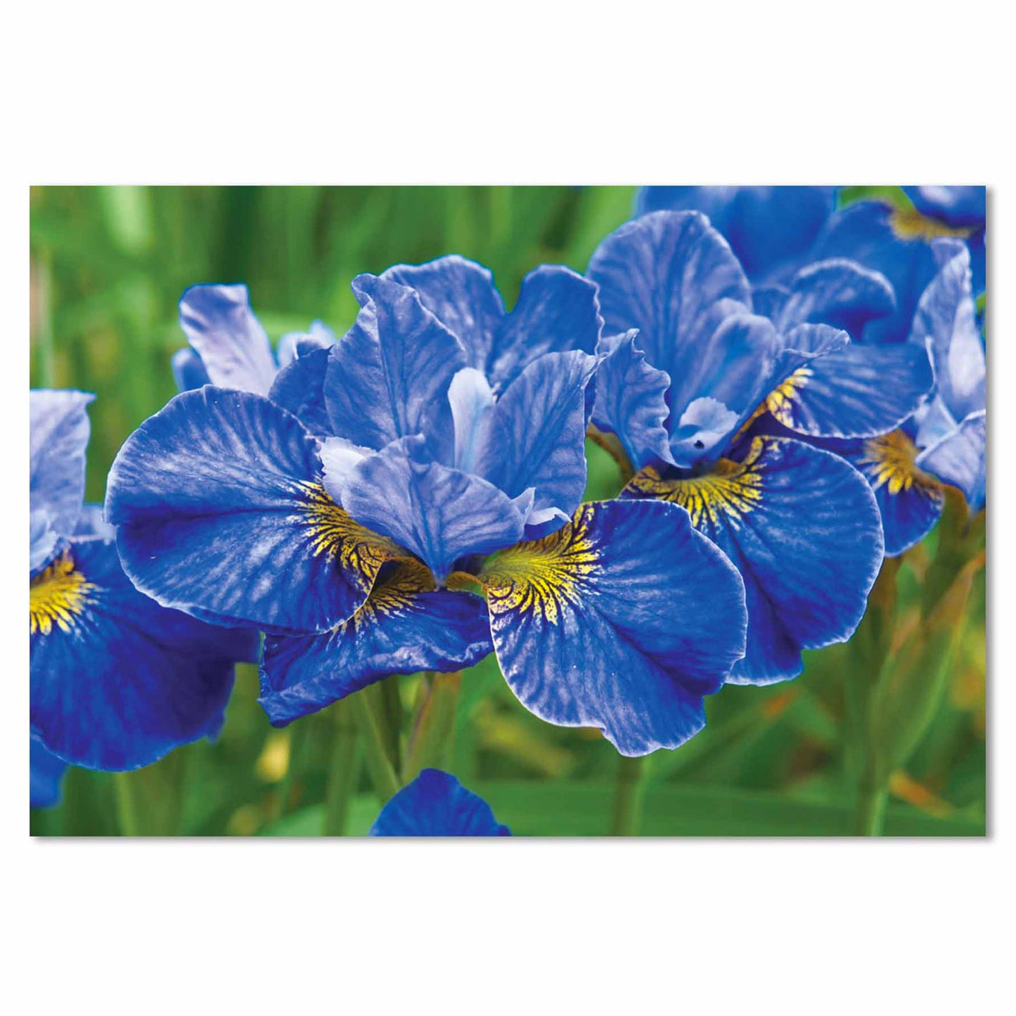 TYLON Blue Iris Tempered Glass Print